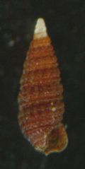 Cerithiopsis minima